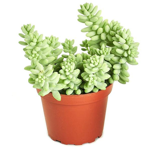 sedum burrito - plant