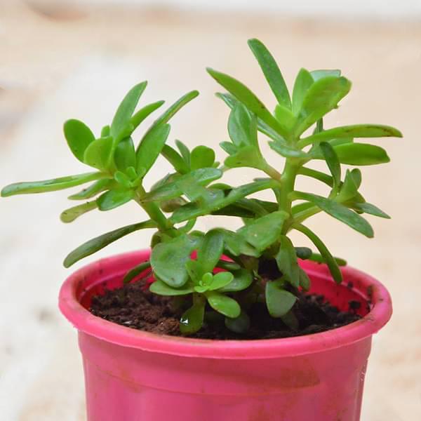 sedum confusum - plant