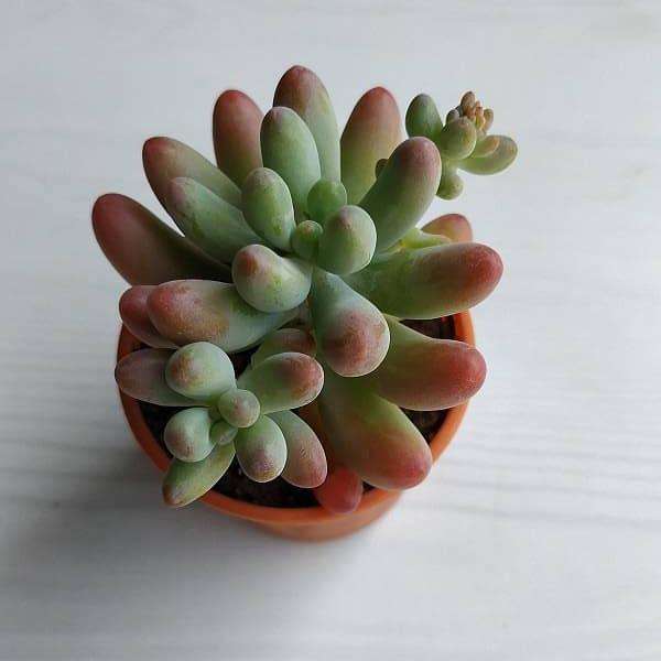 sedum rubrotinctum aurora - plant