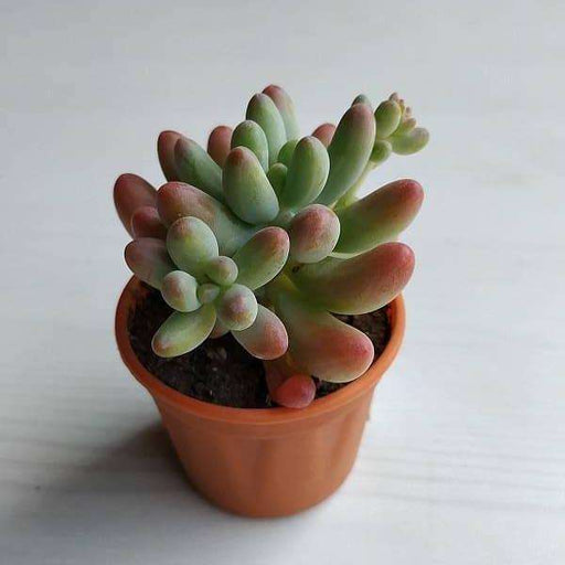 sedum rubrotinctum aurora - plant