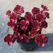 sedum spurium voodoo - plant