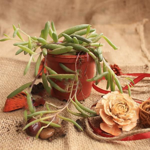 senecio radicans glauca - plant