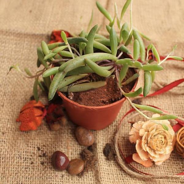 senecio radicans glauca - plant