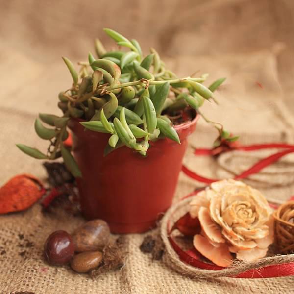 senecio radicans - plant