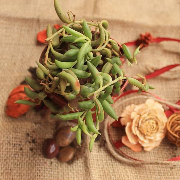 senecio radicans - plant