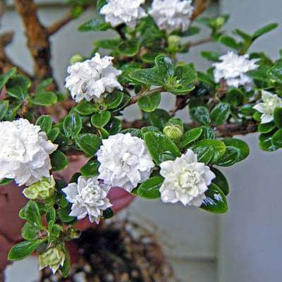 serissa foetida double - plant