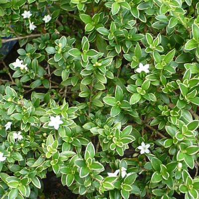 serissa foetida - plant