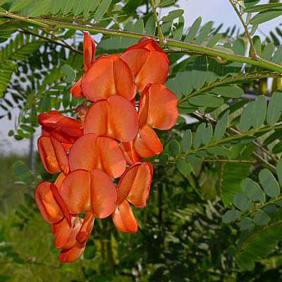 sesbania punicea - plant