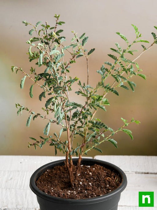 tree of rajasthan - plant