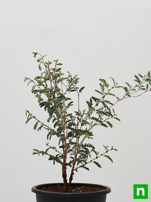 tree of rajasthan - plant