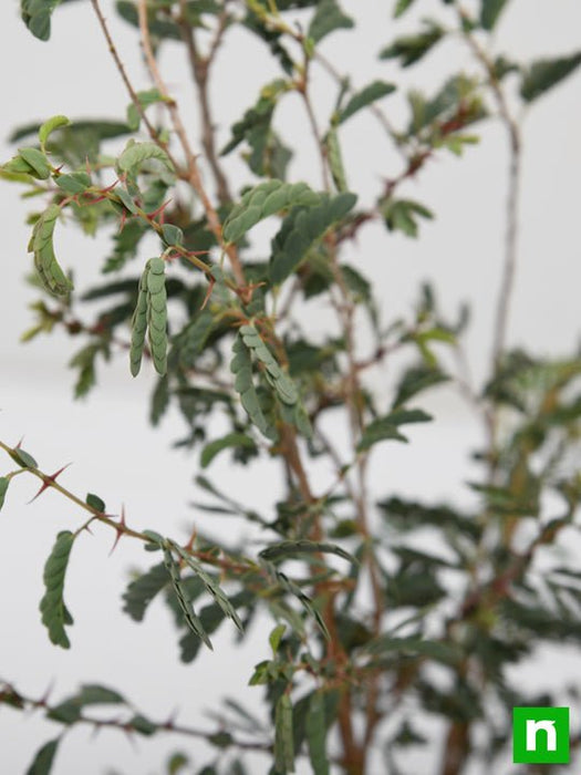 tree of rajasthan - plant