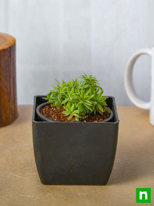 silver sedum - plant