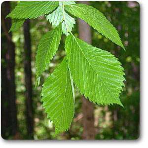 slippery elm - plant