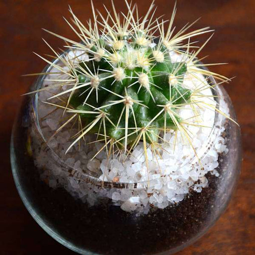 small cactus spherical bowl (3in ht) - plant