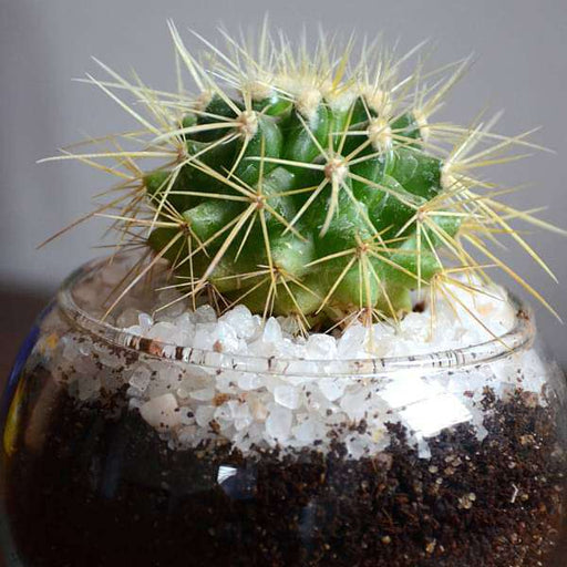 small cactus spherical bowl (3in ht) - plant