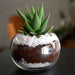 small haworthia spherical bowl (3in ht) - plant