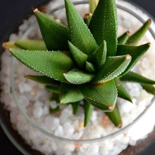 small haworthia spherical bowl (3in ht) - plant