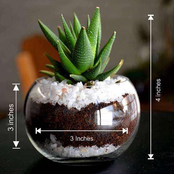 small haworthia spherical bowl (3in ht) - plant