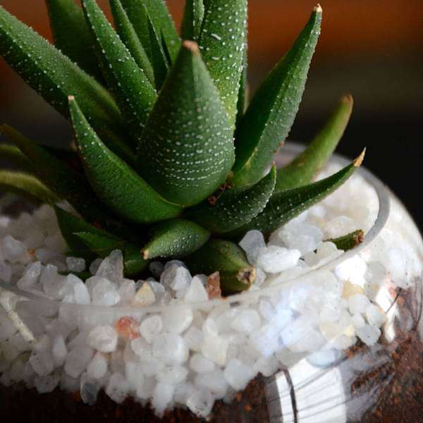 small haworthia spherical bowl (3in ht) - plant