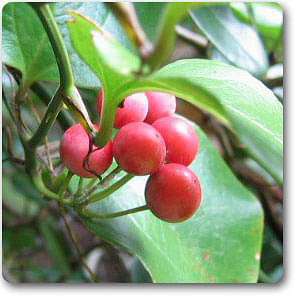 smilax pseudo - plant