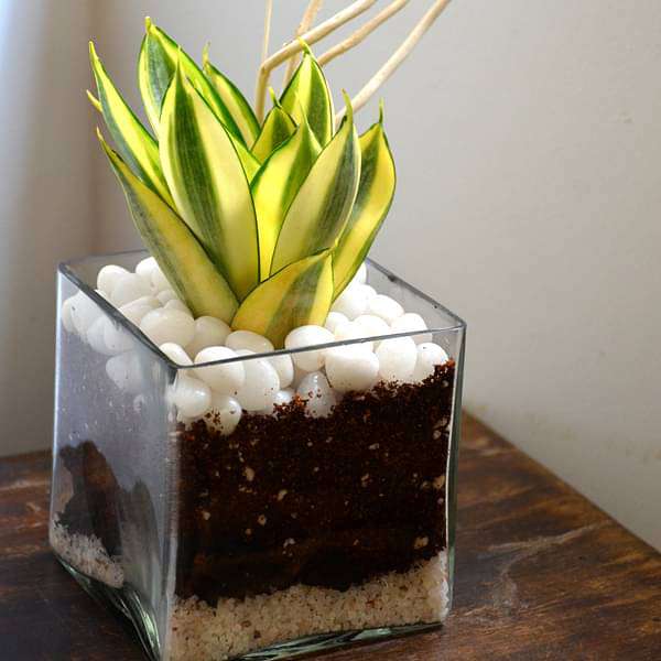 snake plant in square glass pot (4in ht) - plant