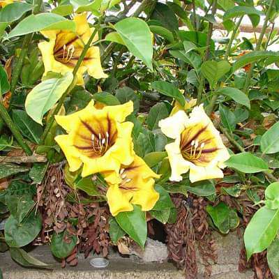 solandra nitida - plant