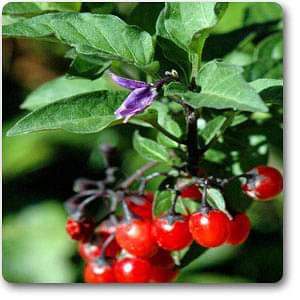 solanum dulcamara - plant