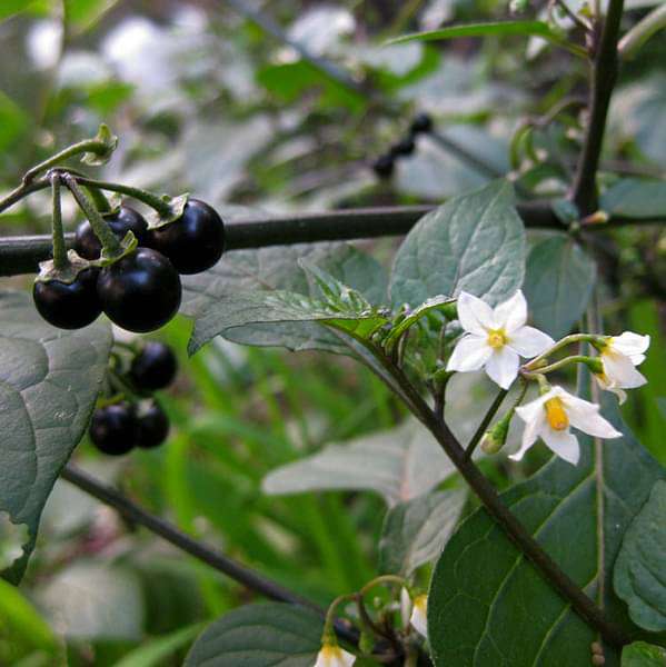 solanum nigrum - plant