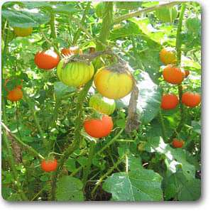 solanum xanthocarpum - plant