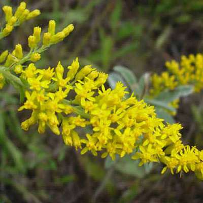 solidago nemoralis - plant