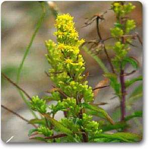 solidago suaveolens - plant