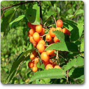 sorbus americana - plant