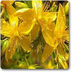 st. john's wort - plant