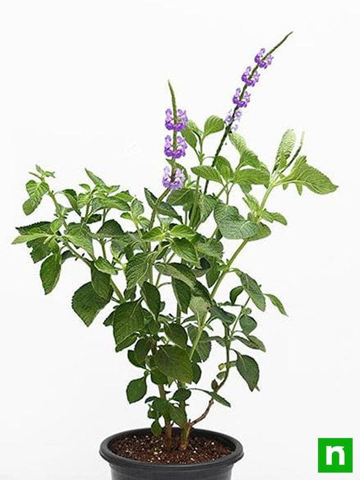 stachytarpheta ( purple ) - plant