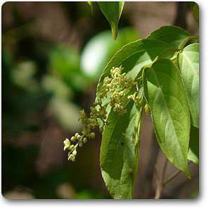 staff tree - plant