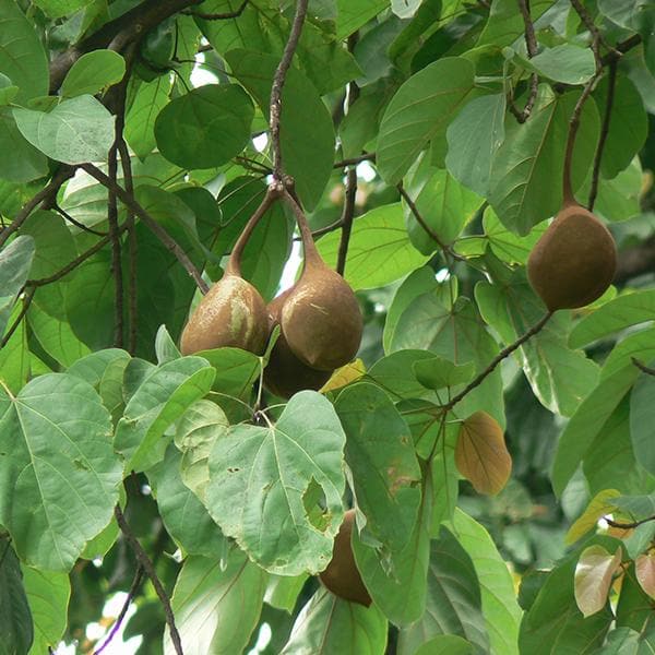 sterculia alata - plant