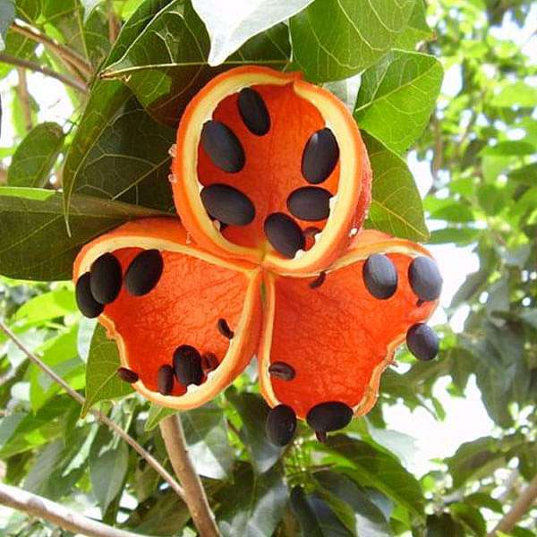 sterculia foetida - plant