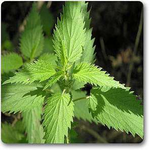 stinging nettles - plant