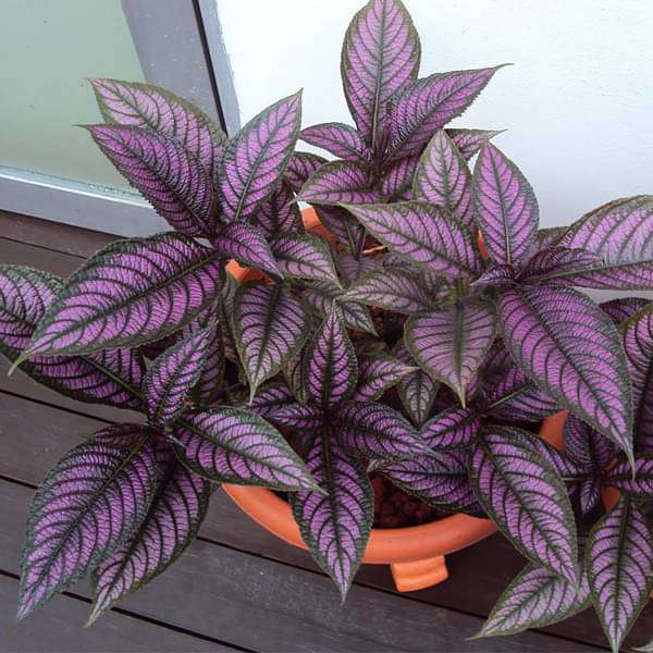 strobilanthes dyeriana - plant