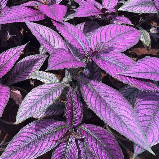 strobilanthes dyeriana - plant