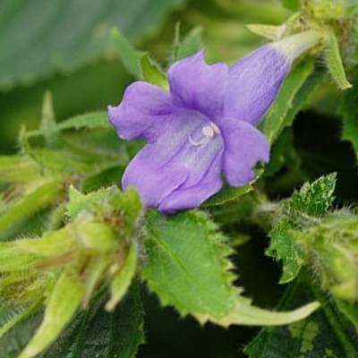 strobilanthes glomeratus - plant