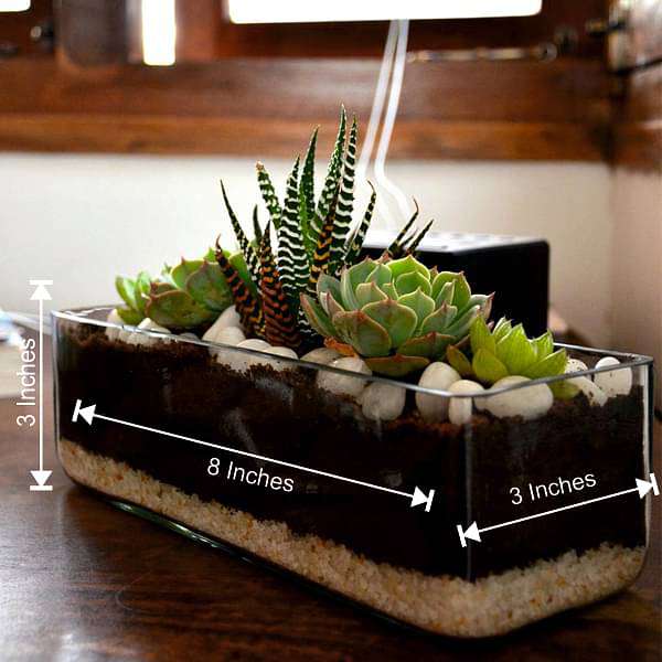 succulent in rectangle glass pot (3in ht) - plant