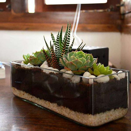 succulent in rectangle glass pot (3in ht) - plant