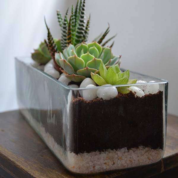 succulent in rectangle glass pot (3in ht) - plant