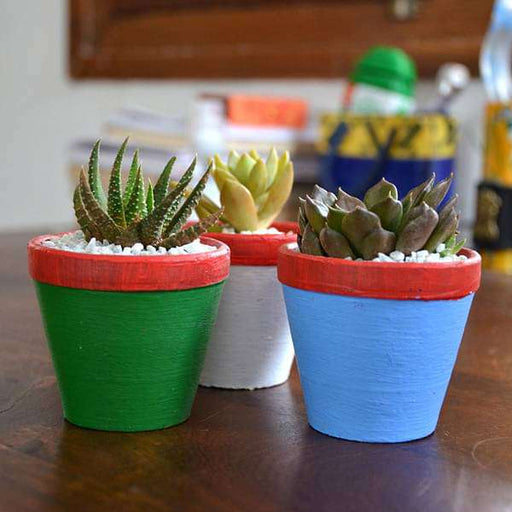 succulent triplets in colorful pots (2.5in ht) - plant