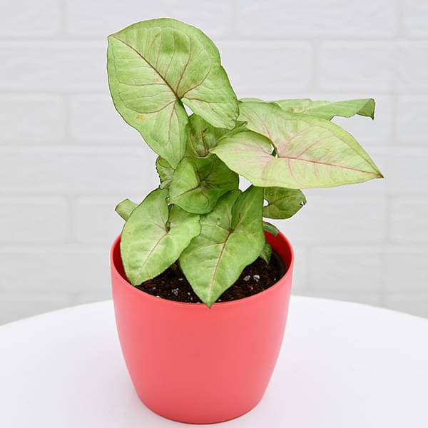 syngonium cream allusion - plant