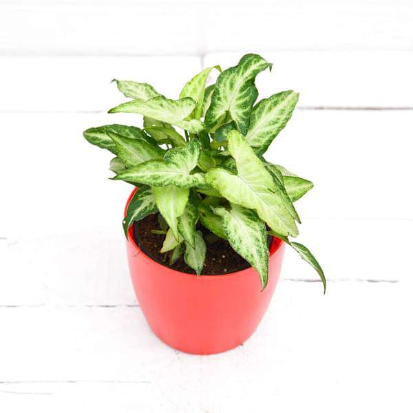 syngonium podophyllum mini pixie - plant