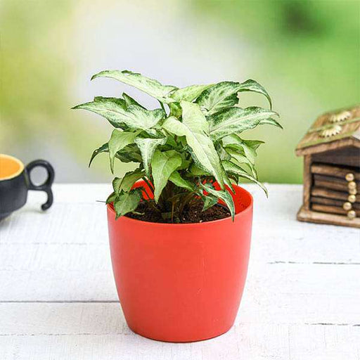 syngonium podophyllum mini pixie - plant