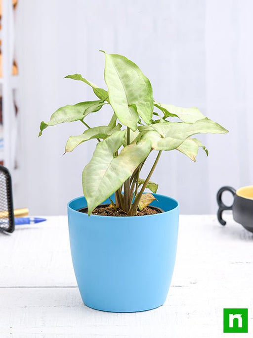 syngonium podophyllum silver pearl - plant