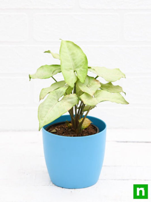 syngonium podophyllum silver pearl - plant